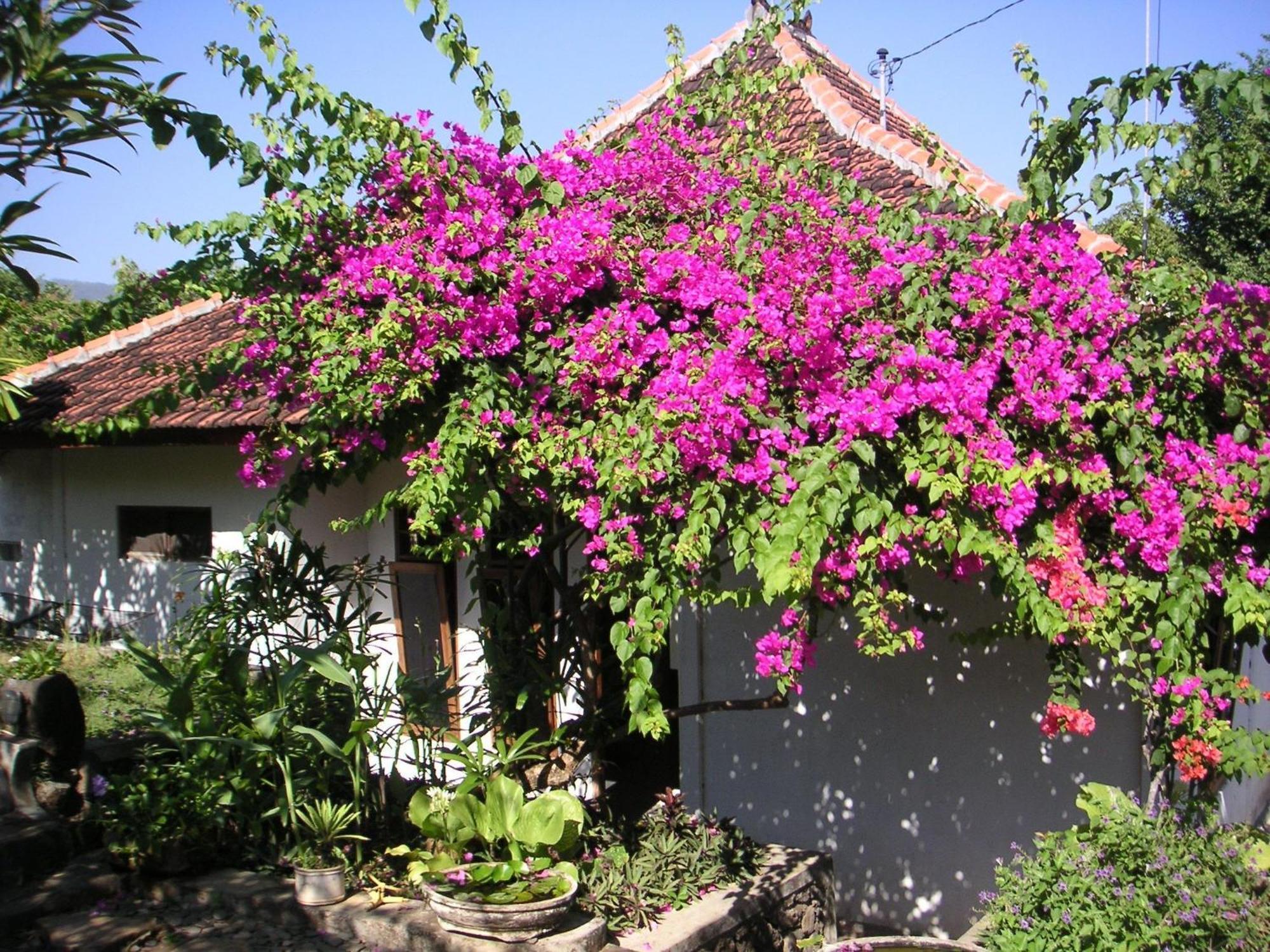 Sananda Bungalow Lovina Dış mekan fotoğraf